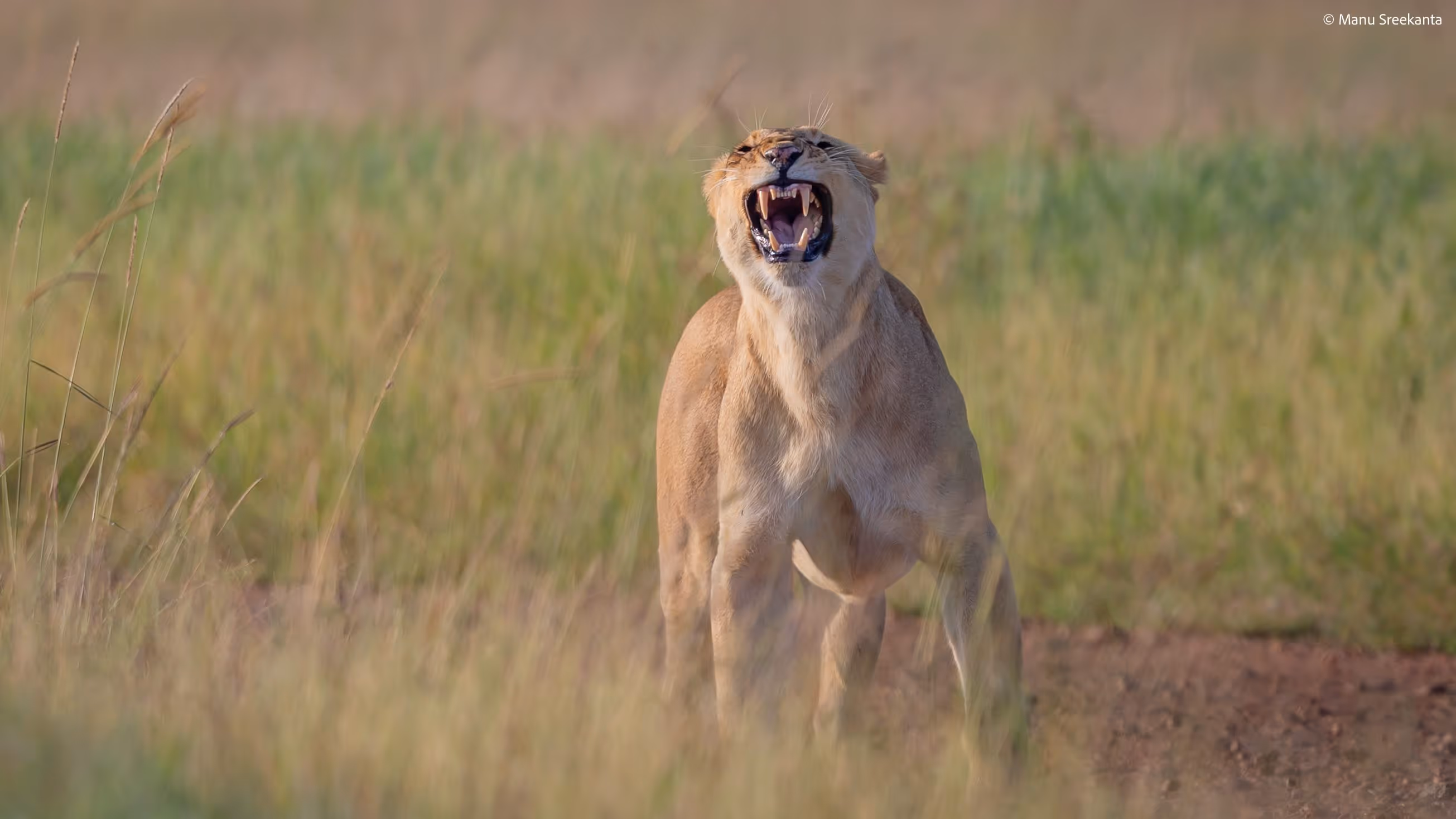 Manu Sreekanta Photography_Wildlife Shot 22