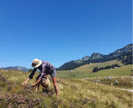 Une femme coiffée d'un chapeau de paille cueille des fleurs dans un champ.