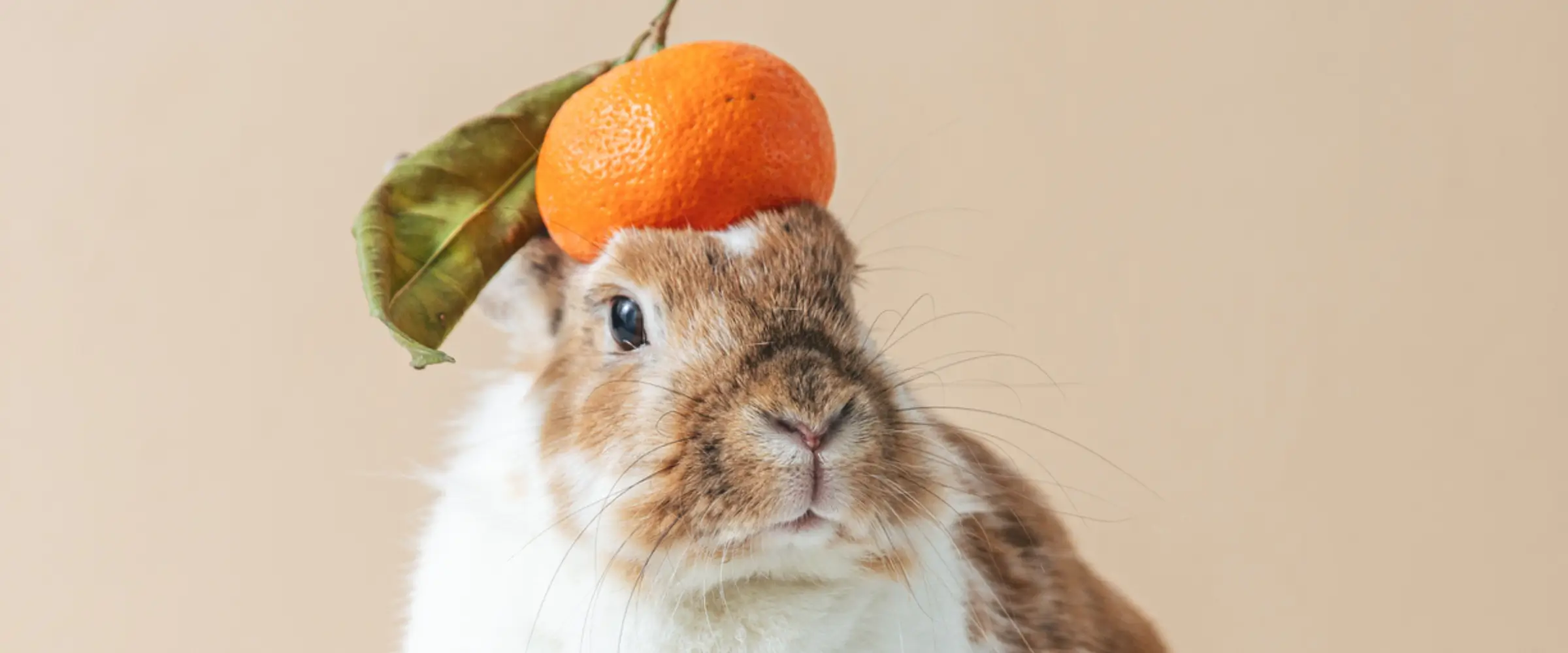 A rabbit with an orange on his head.