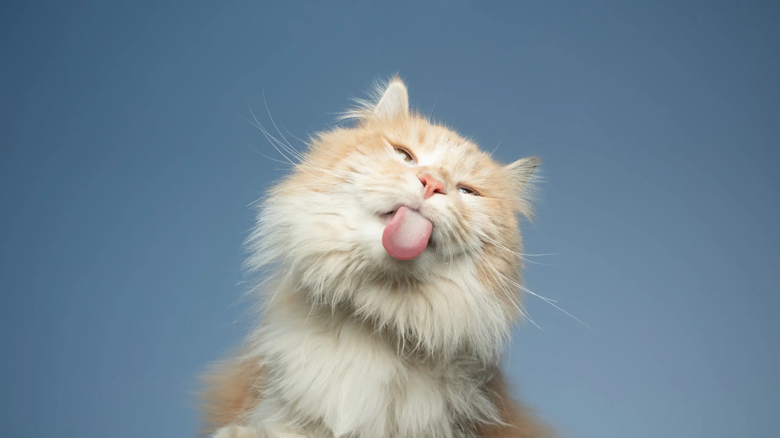 A pale ginger cat with its head tipped up and pink tongue poking out.
