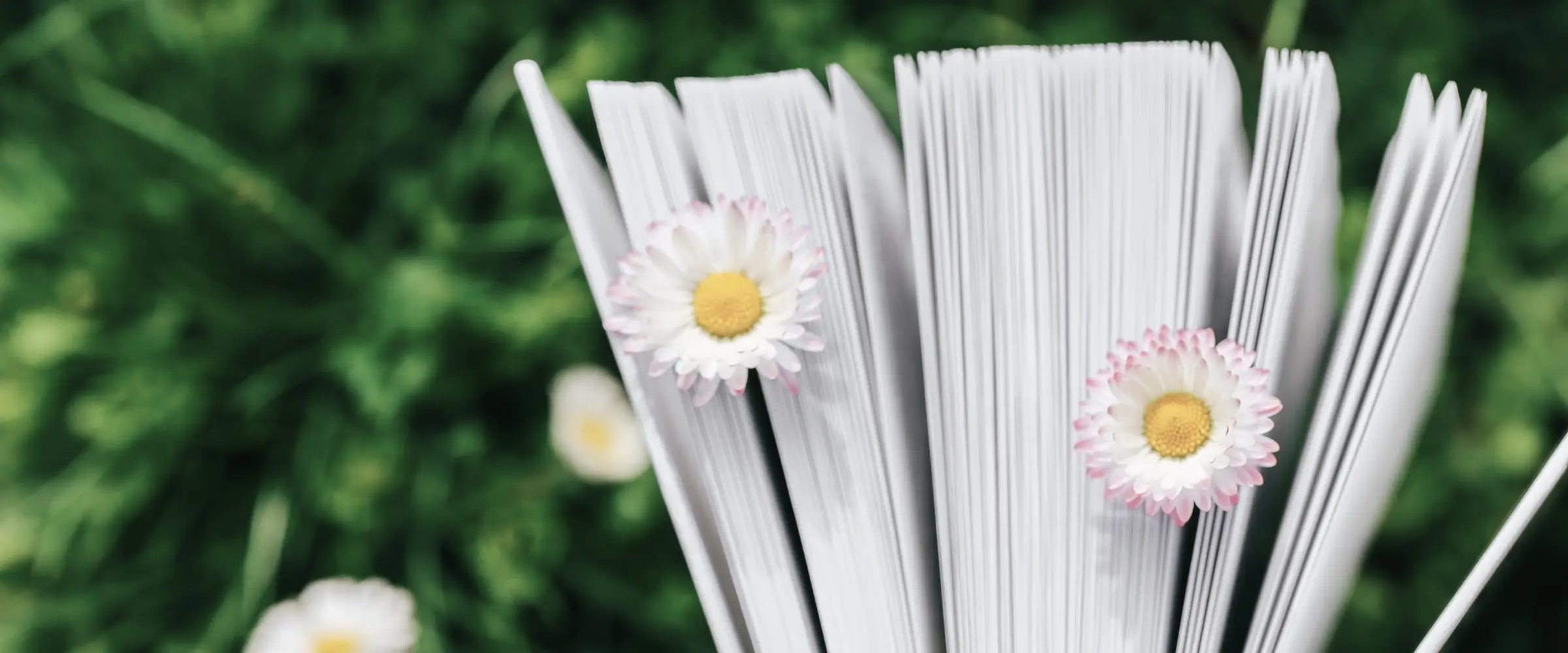 The pages of a book seen against a garden background, with pink-tinted white daisies tucked between the pages.