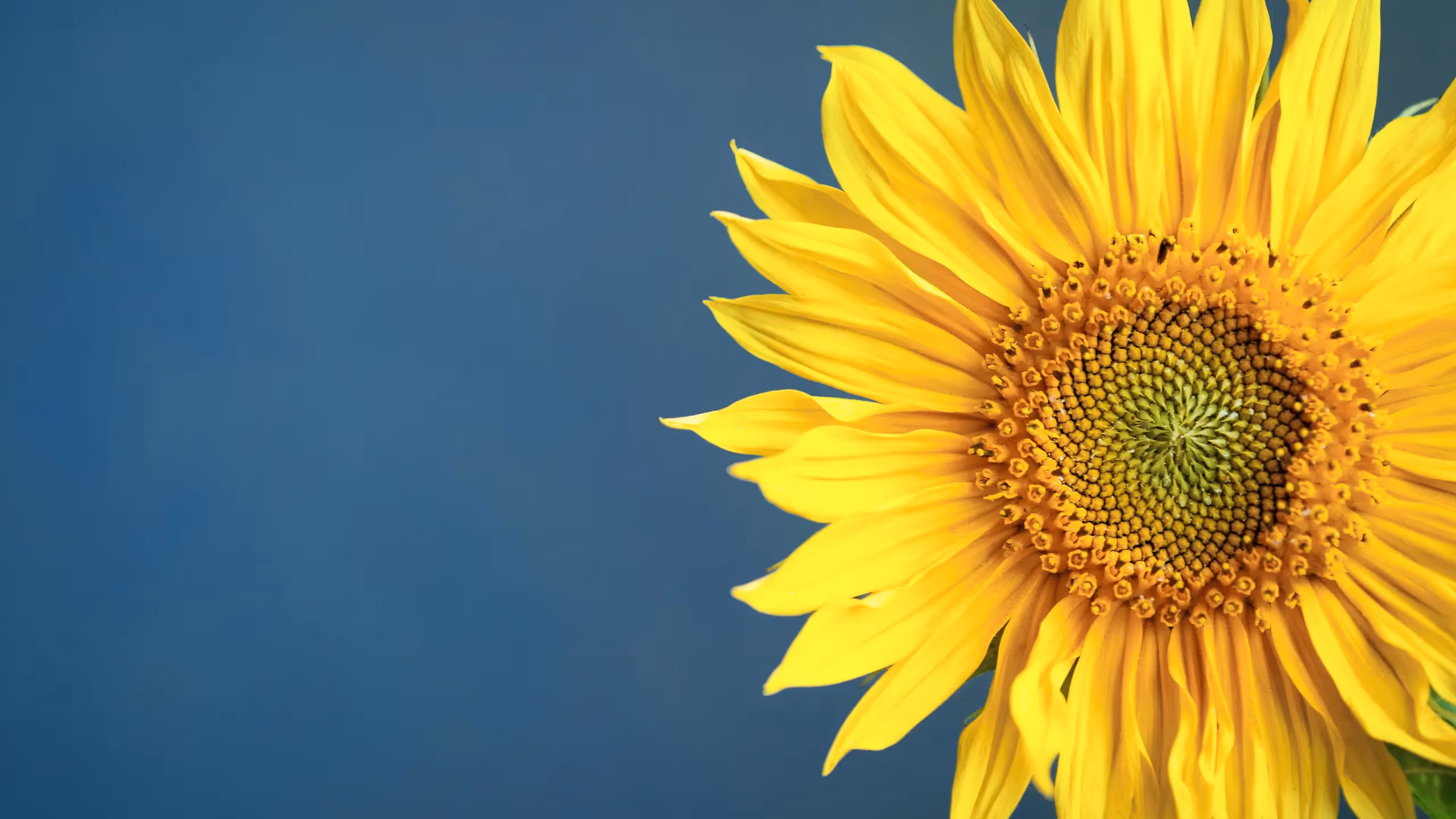 A close-up of a yellow sunflower in bloom against a blue background.