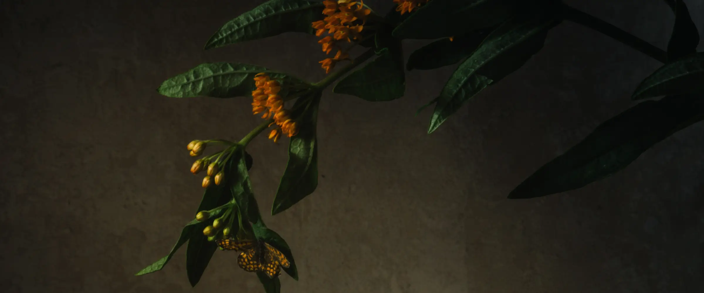 A plant with blooming orange flowers and dark leaves against a dim background.