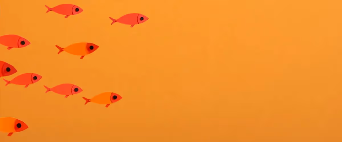 Bright orange fish swim into the frame of an image from the left-hand side.