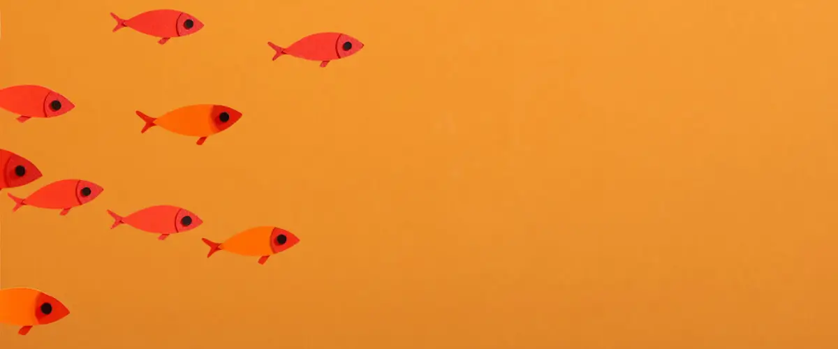 Bright orange fish swim into the frame of an image from the left-hand side.