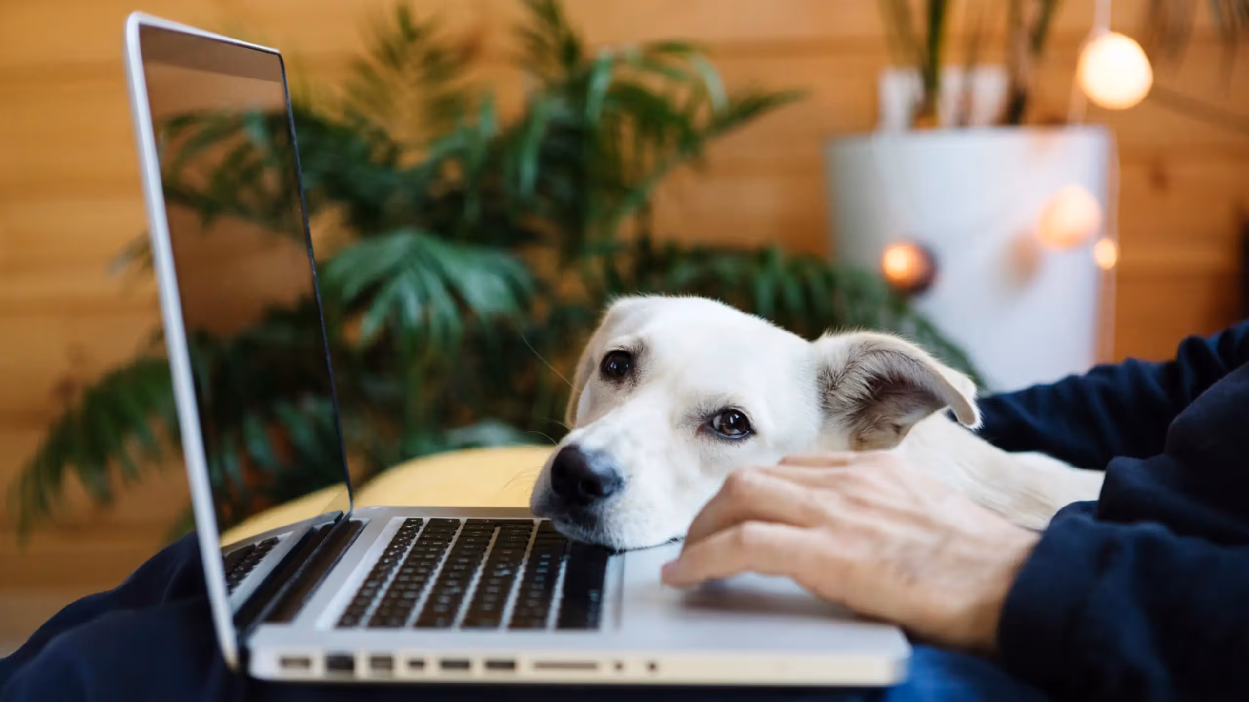 A white dog rests its head on the keyboard of a laptop while its owner types.
