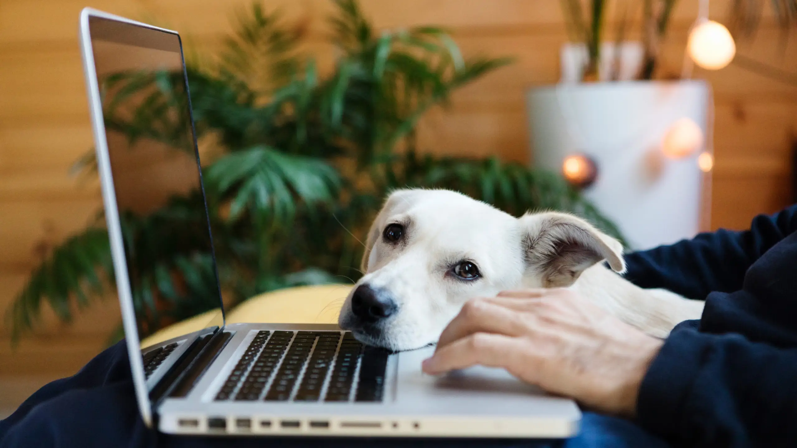 A white dog rests its head on the keyboard of a laptop while its owner types.