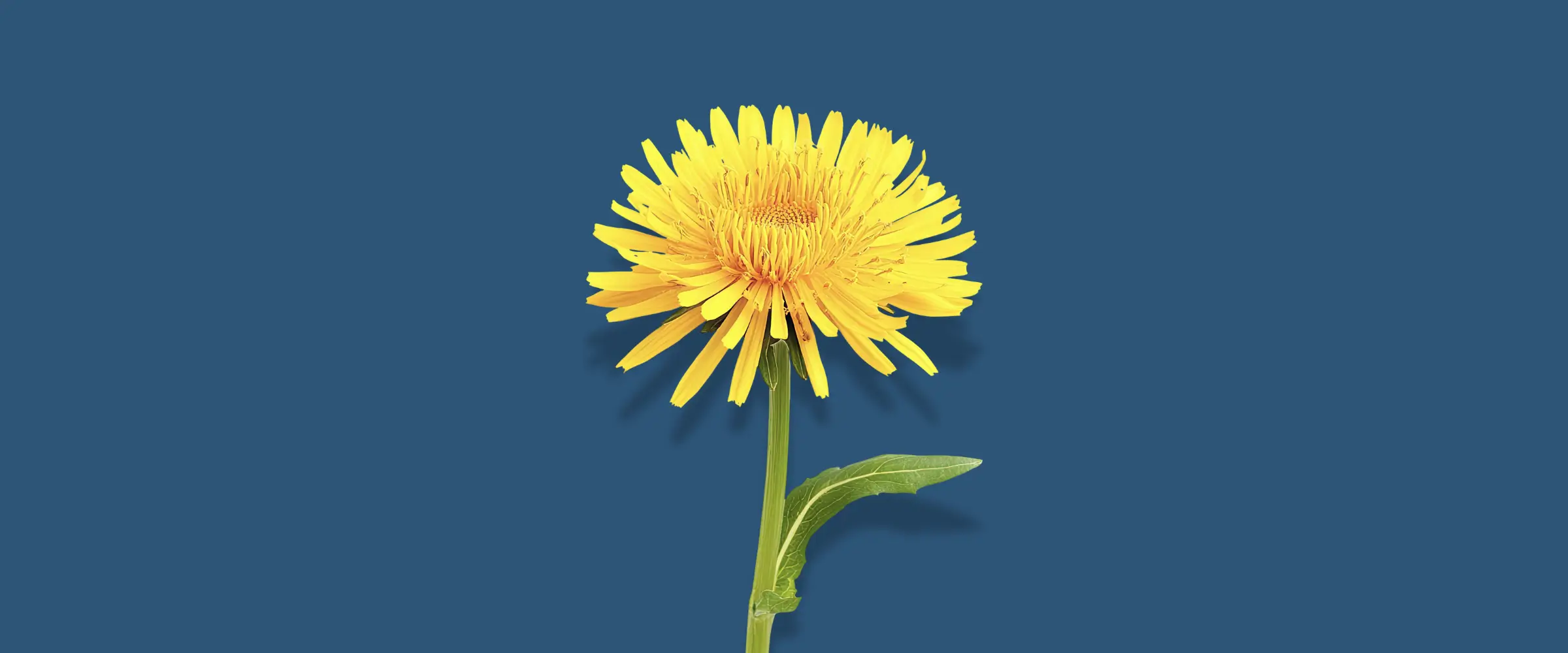 A bright yellow dandelion flower.
