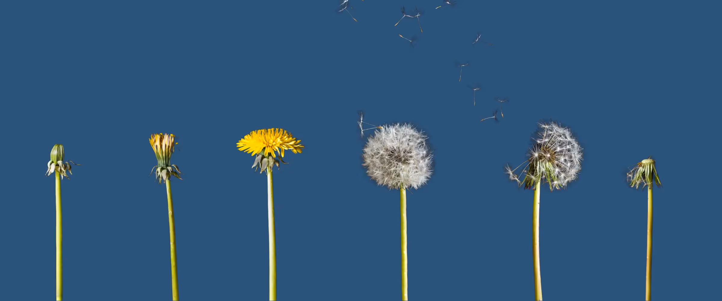 Growth process of a dandelion in six stages, from bud all the way through to seedless flower.