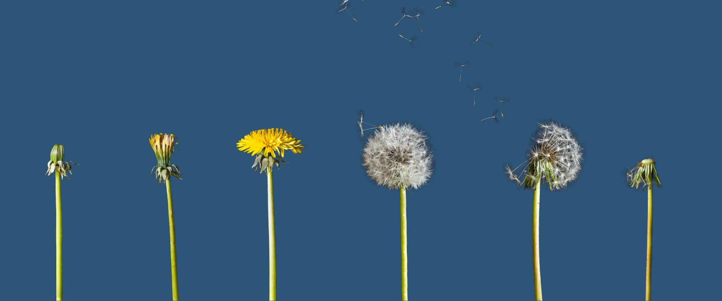 Growth process of a dandelion in six stages, from bud all the way through to seedless flower.
