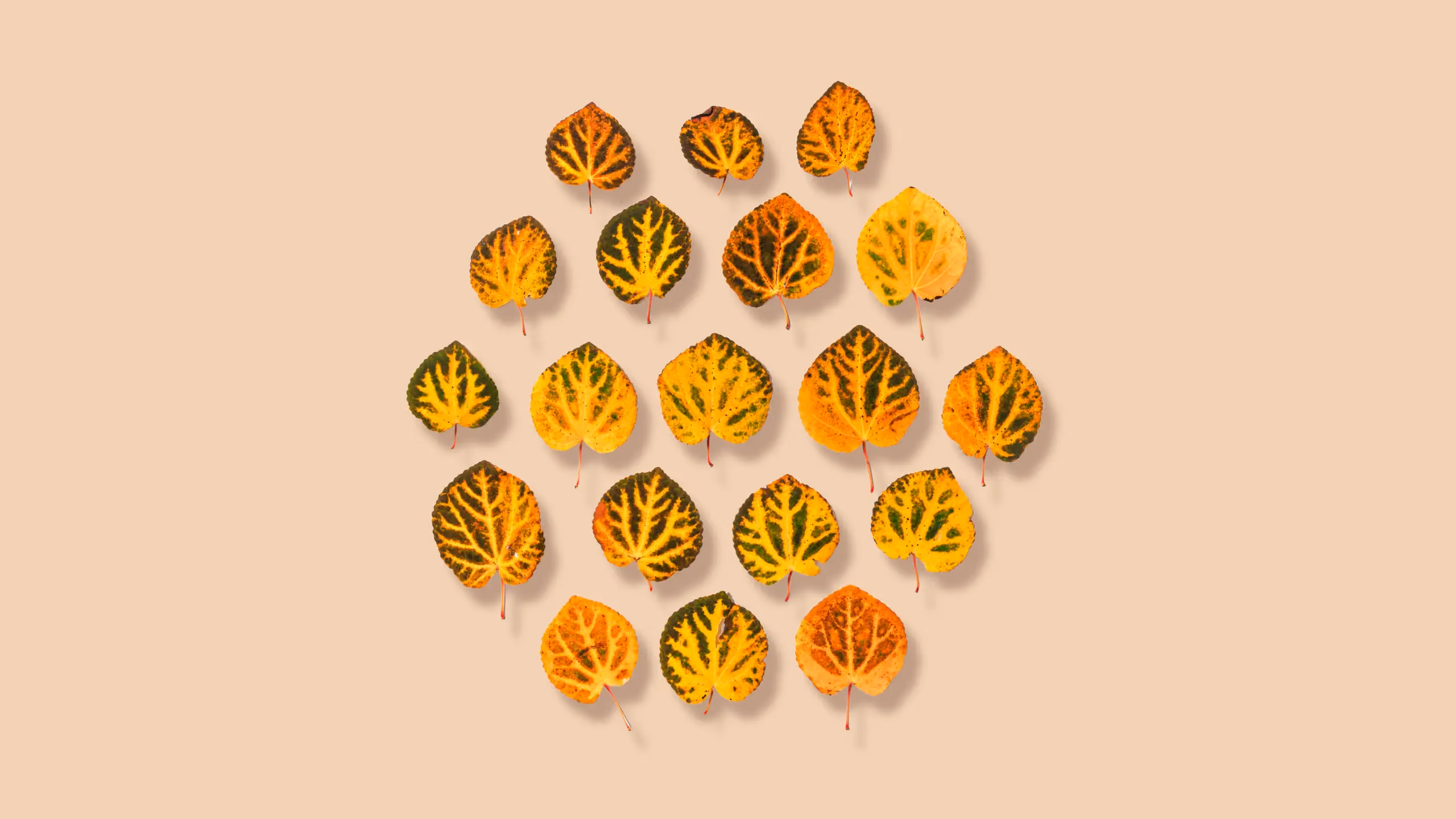 A selection of Autumn leaves are displayed.