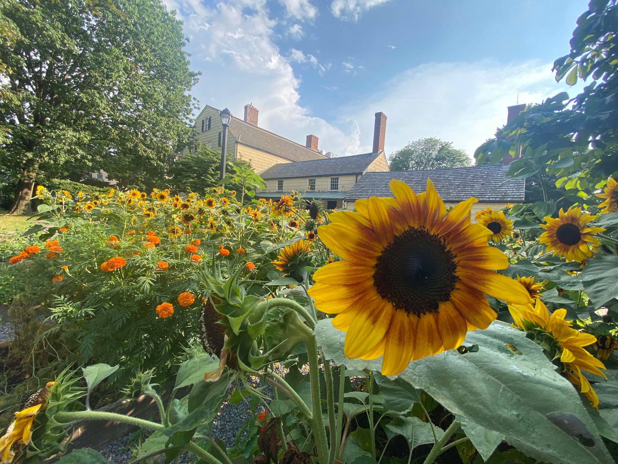 A field of sunflowers beams with the historic King Manor looming in the background.