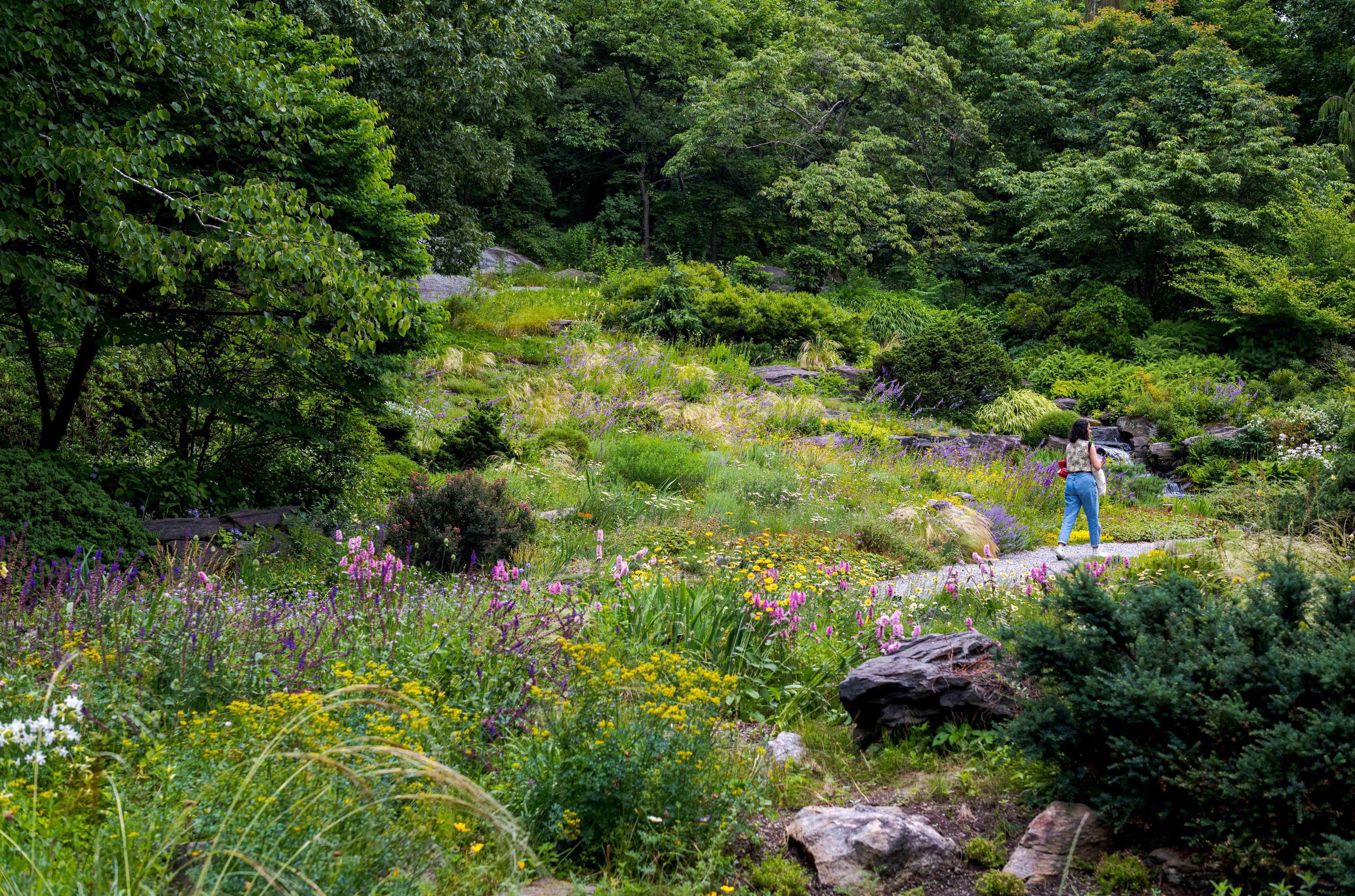 A single visitor walks on a path through lush greenery.