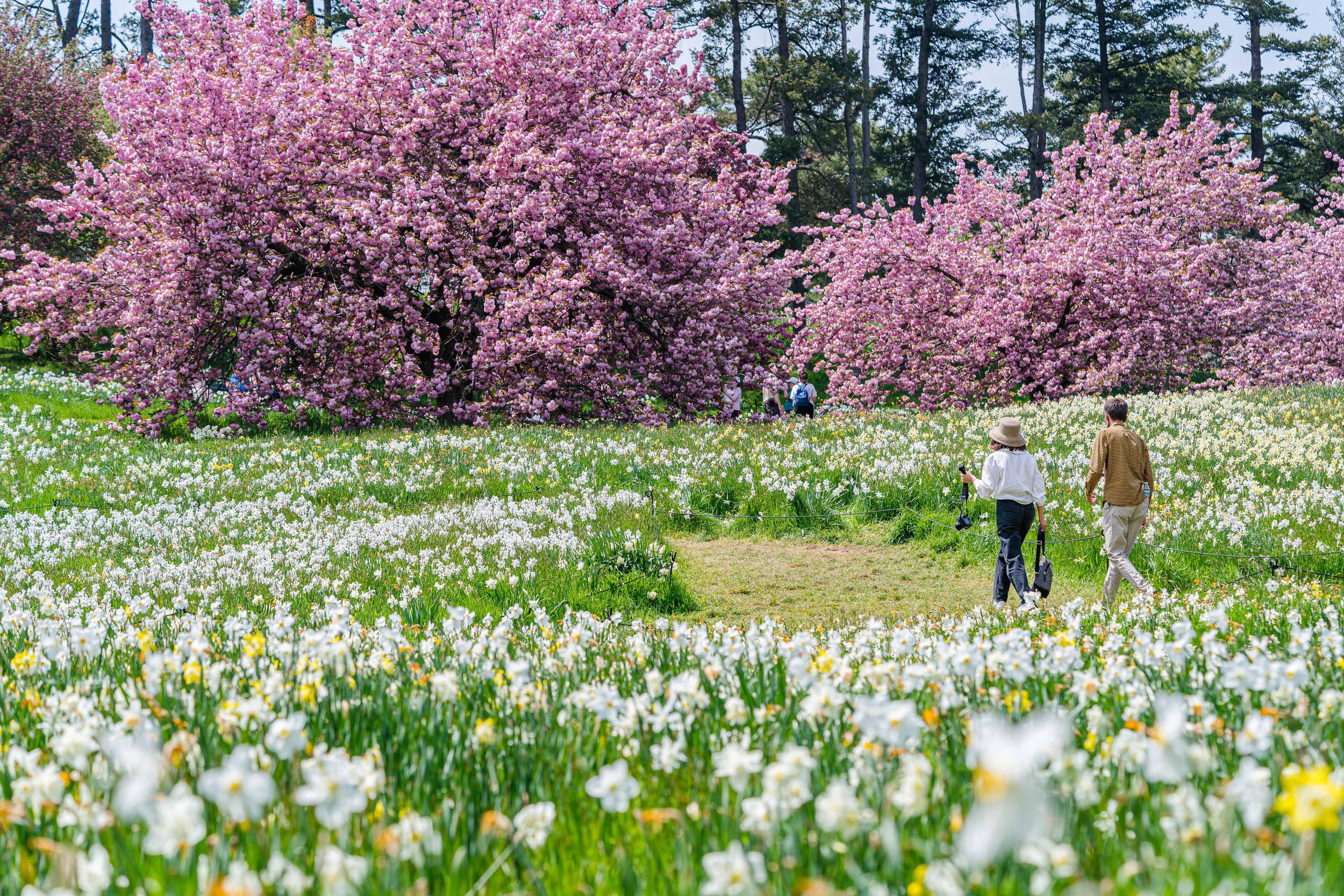 A couple walks through a field of white flowers toward huge trees covered in pink flowers.