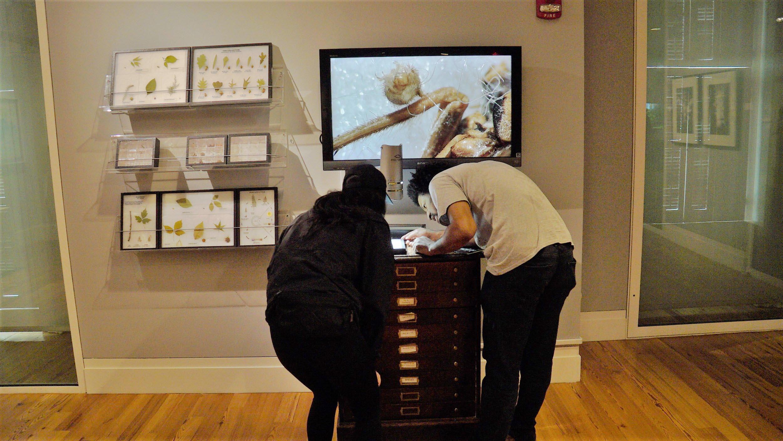 Two museum visitors bend over a table to examine specimens.