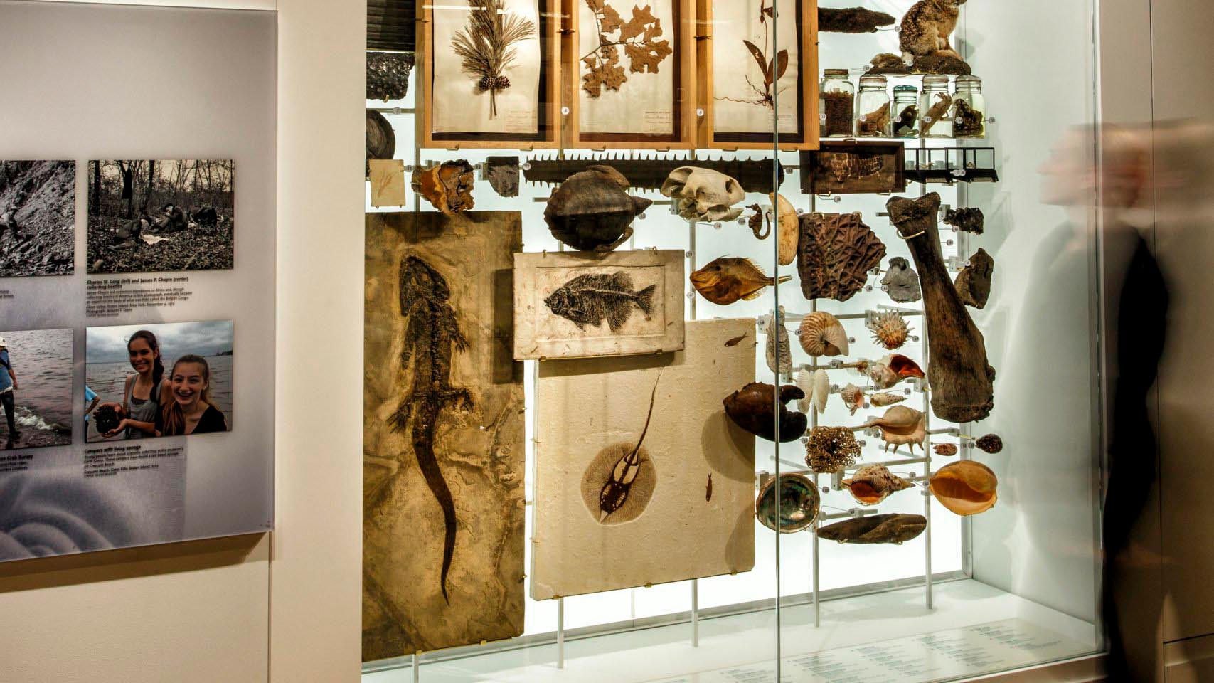 A exhibit displays various bones and fossils.