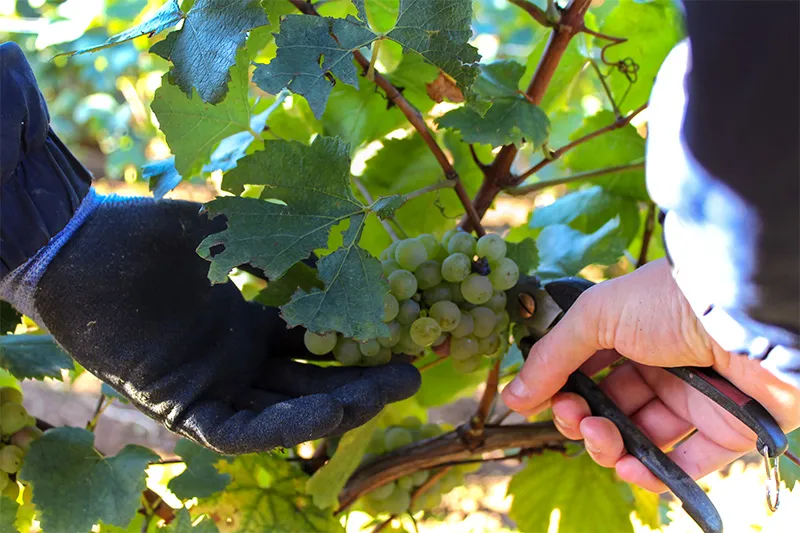 Vendangeur coupant une grappe de raisins blancs à la main dans les vignes du Domaine Jean Monnier & Fils en Bourgogne.