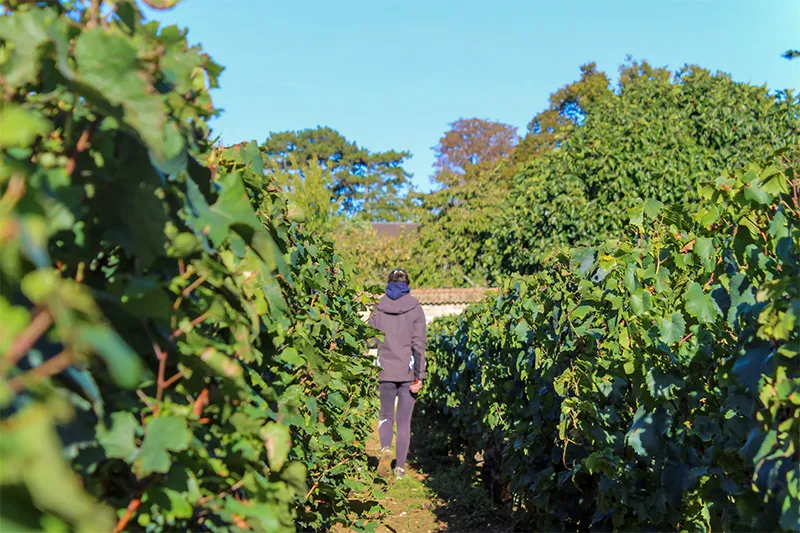 Personne marchant entre les rangs de vignes du Domaine Jean Monnier & Fils à Meursault.