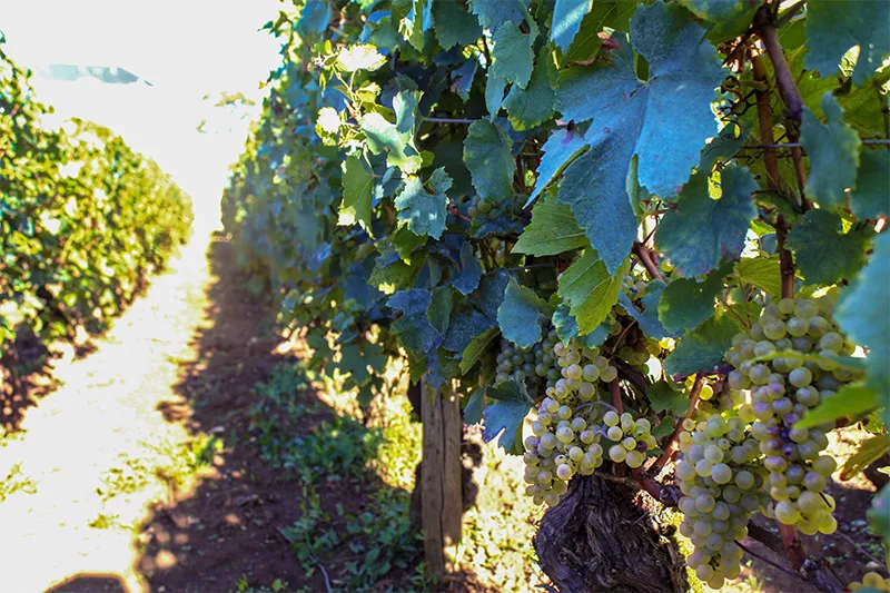 White grapes on the vine in a plot of Domaine Jean Monnier & Fils in Burgundy.