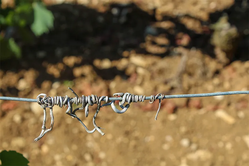 Fil métallique servant à guider la vigne dans le respect du terroir de Meursault