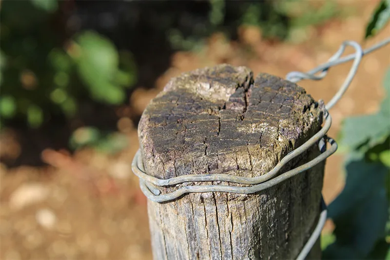 Détail d’un pieu en bois et fil métallique dans les vignes, illustrant les pratiques viticoles traditionnelles en Bourgogne.