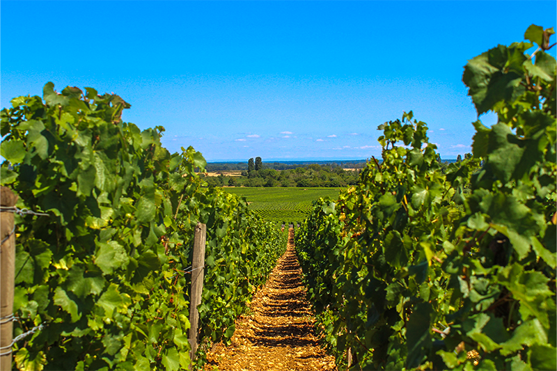 Vue plongeante à l'intérieur d'un rang de vigne, depuis les coteaux de Meursault