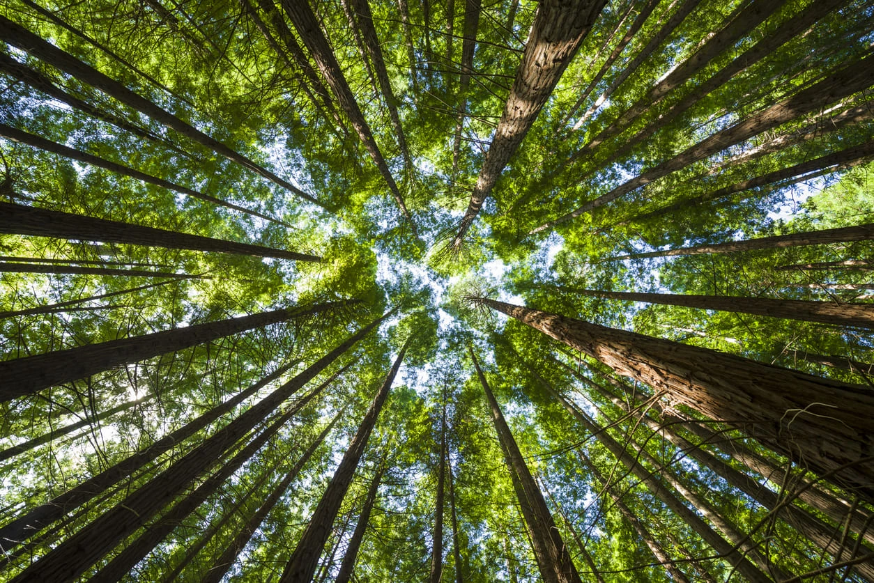 green forest