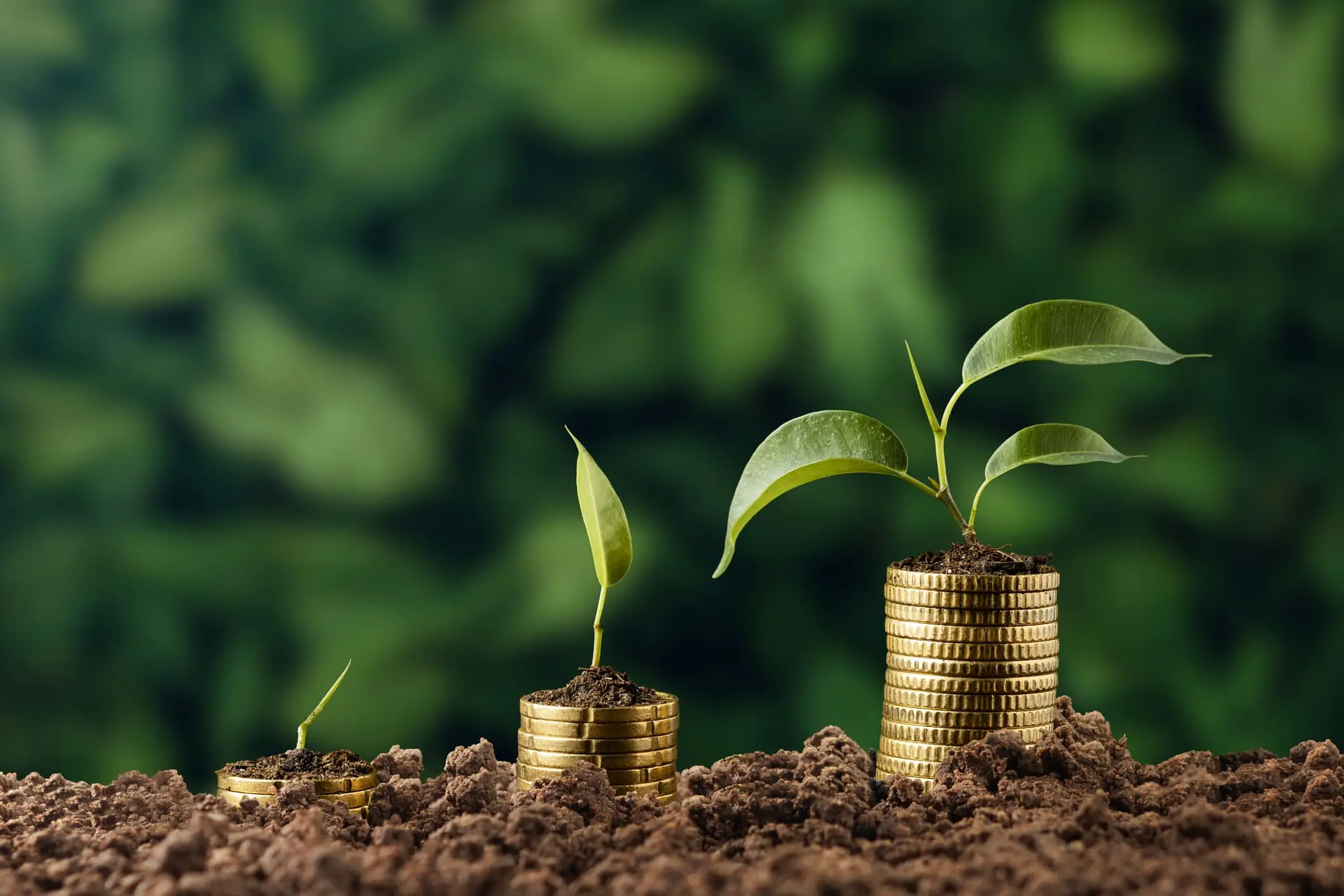 Concept de croissance financière avec des plantes vertes poussant à partir d’empilements de pièces d’or dans le sol