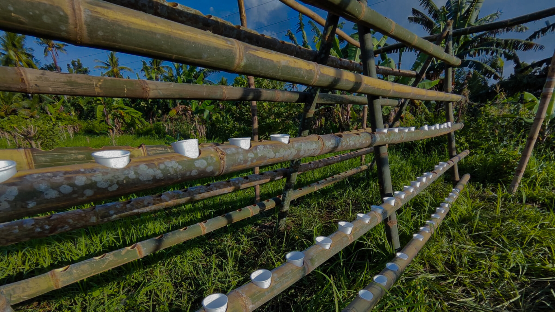 Current Project with PhycoNor in The Philipines