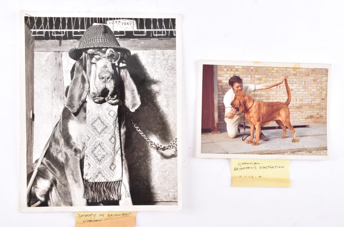 Vintage photograph of Snoopy of Brighton, a bloodhound wearing a hat, glasses and a paisley tie