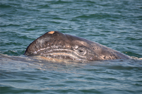 Gray Whale