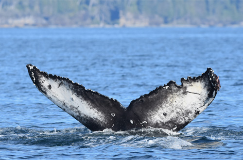 Humpback Whale Tail