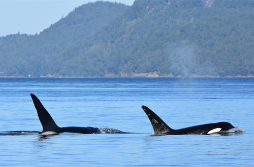Two Orcas