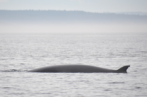 Minke Whale