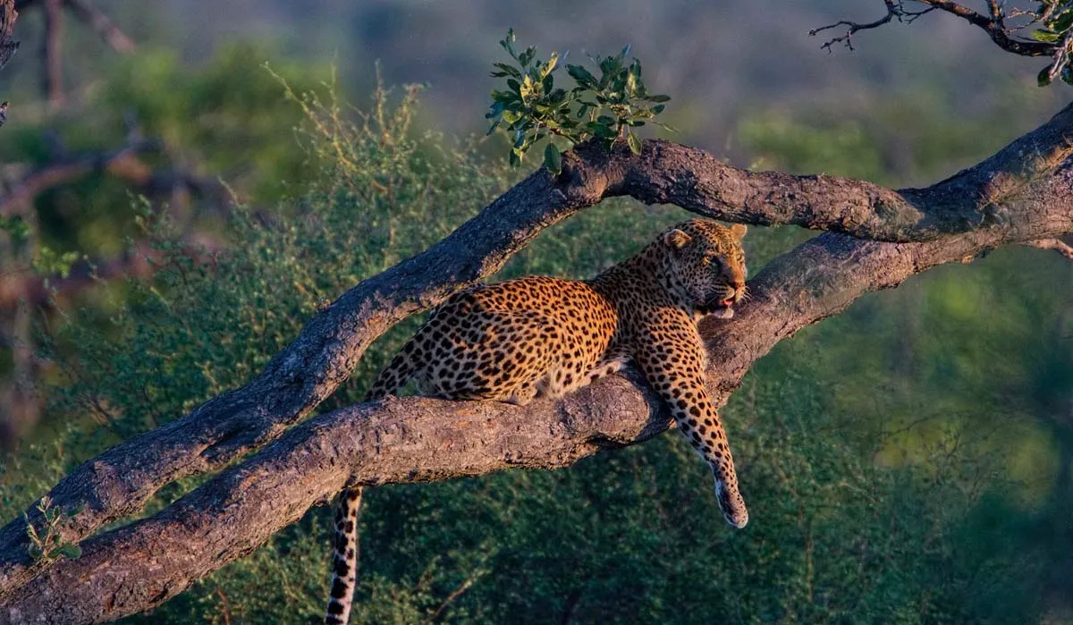 A leopard lying across a tree trunk at a Wilderness Seekers destination in Africa.