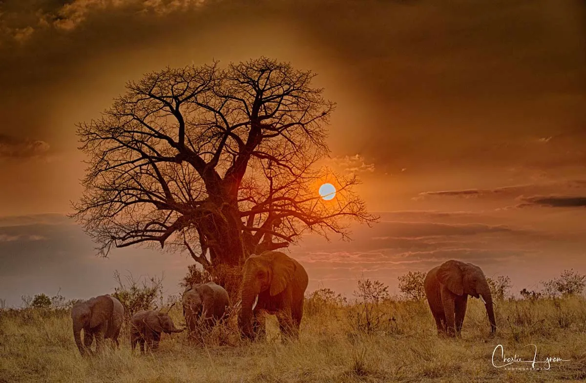 The sun setting behind a herd of elephants at a Wilderness Seekers destination in Africa.