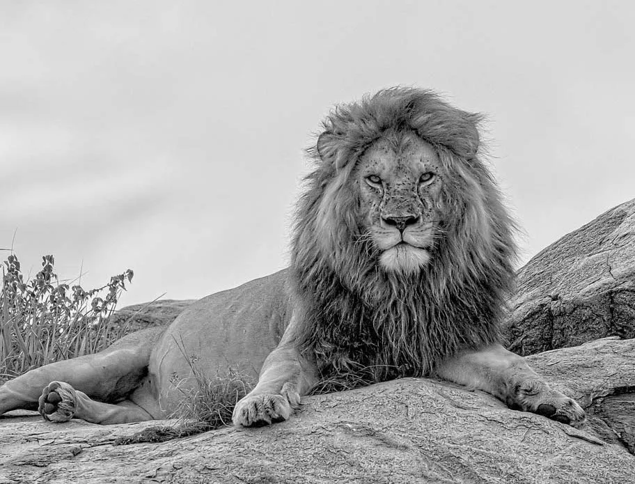 A black and white image of a lion lying on a rock at a Wilderness Seekers destination in Africa.