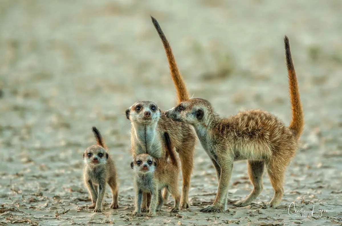 A family of meerkat at a Wilderness Seekers destination in Africa.