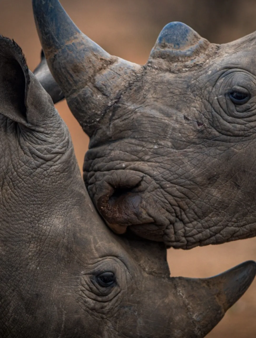 Two rhinos sharing a tender moment.
