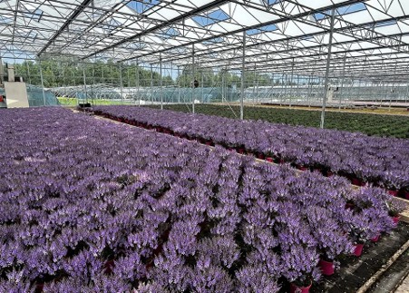 Image of Bransford Webbs Plant nursery