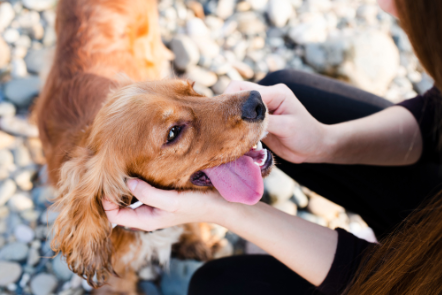 Une Pet Sitter qui donne une friandise à un chien.