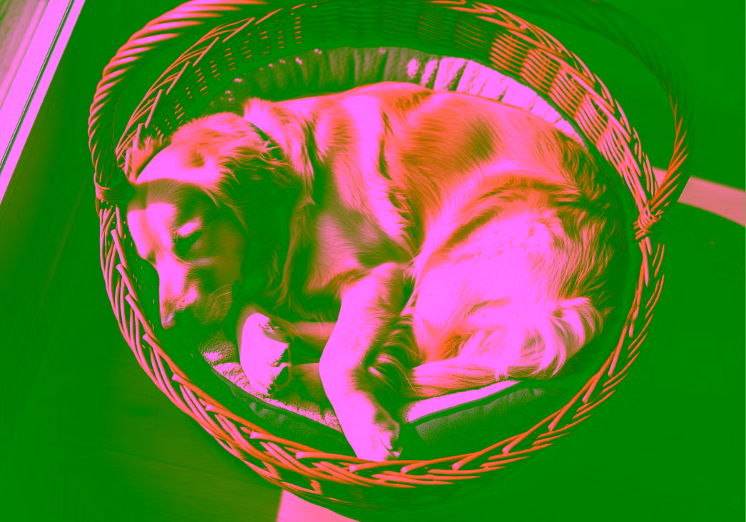 Un chien en train de dormir dans son panier en osier.