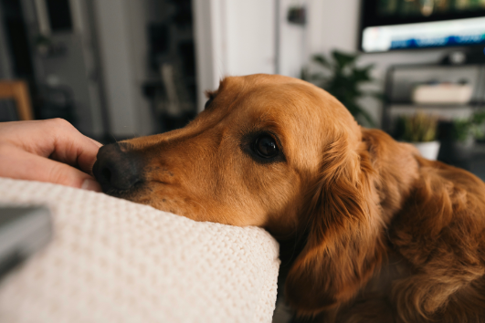 Chien qui réclame des câlins.