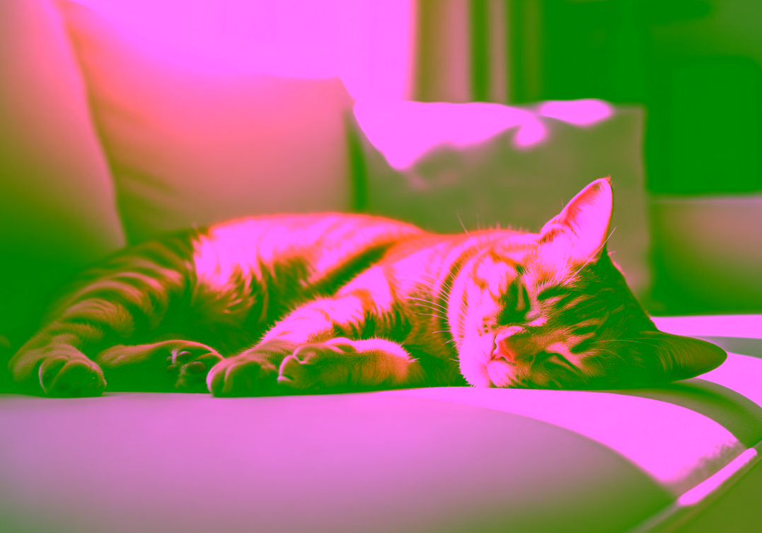 Un chat couché sur le canapé prend le soleil.