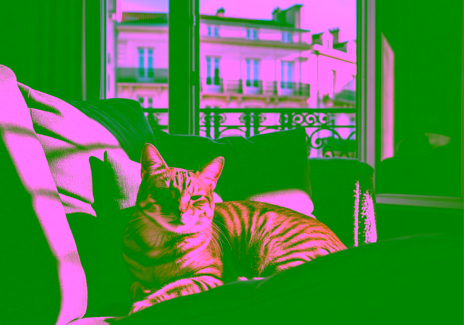 Chat prenant le soleil sur un canapé d'appartement.