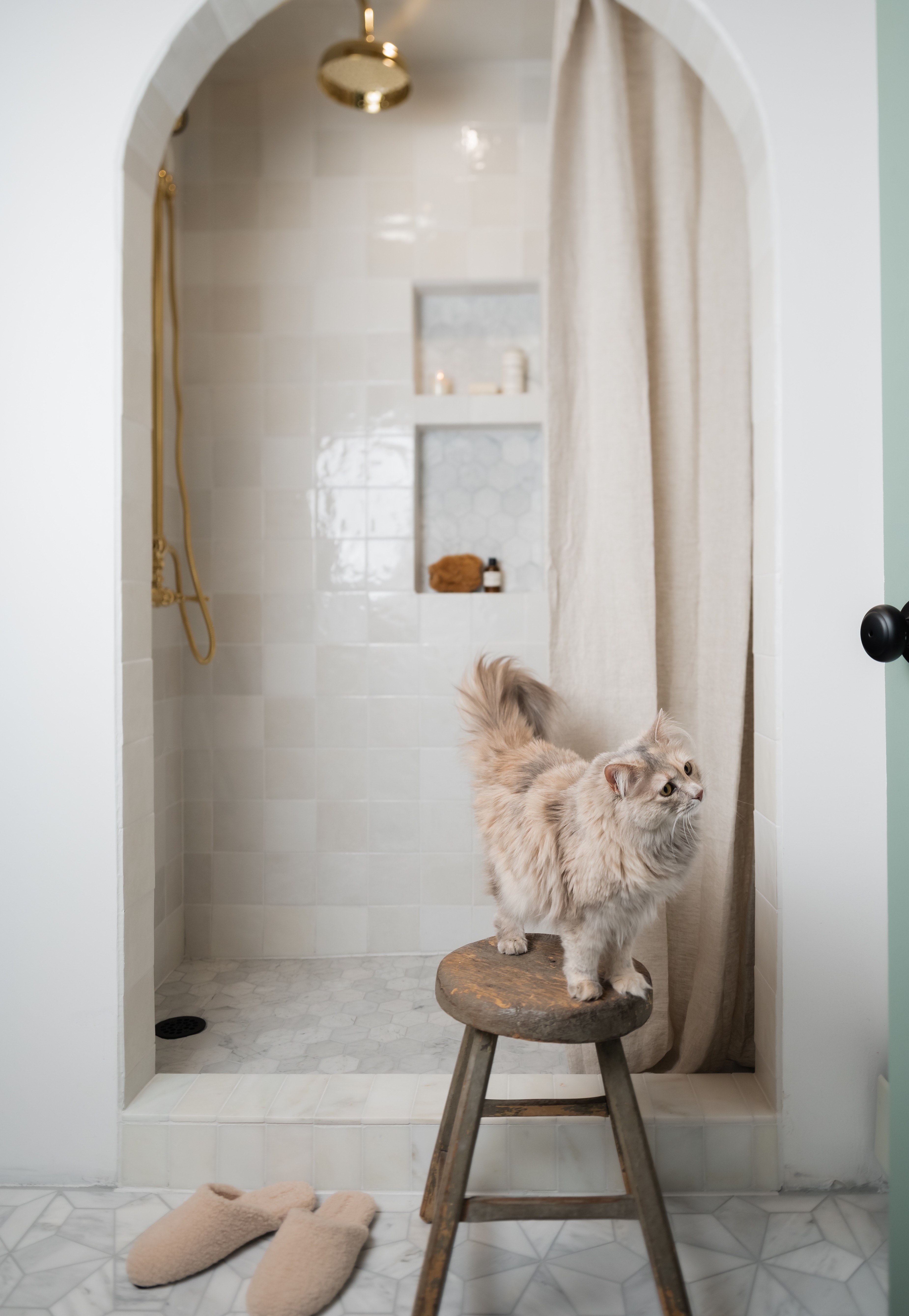 Fluffy cat standing on a wooden stool in front of a tiled shower with a beige curtain and gold fixtures.