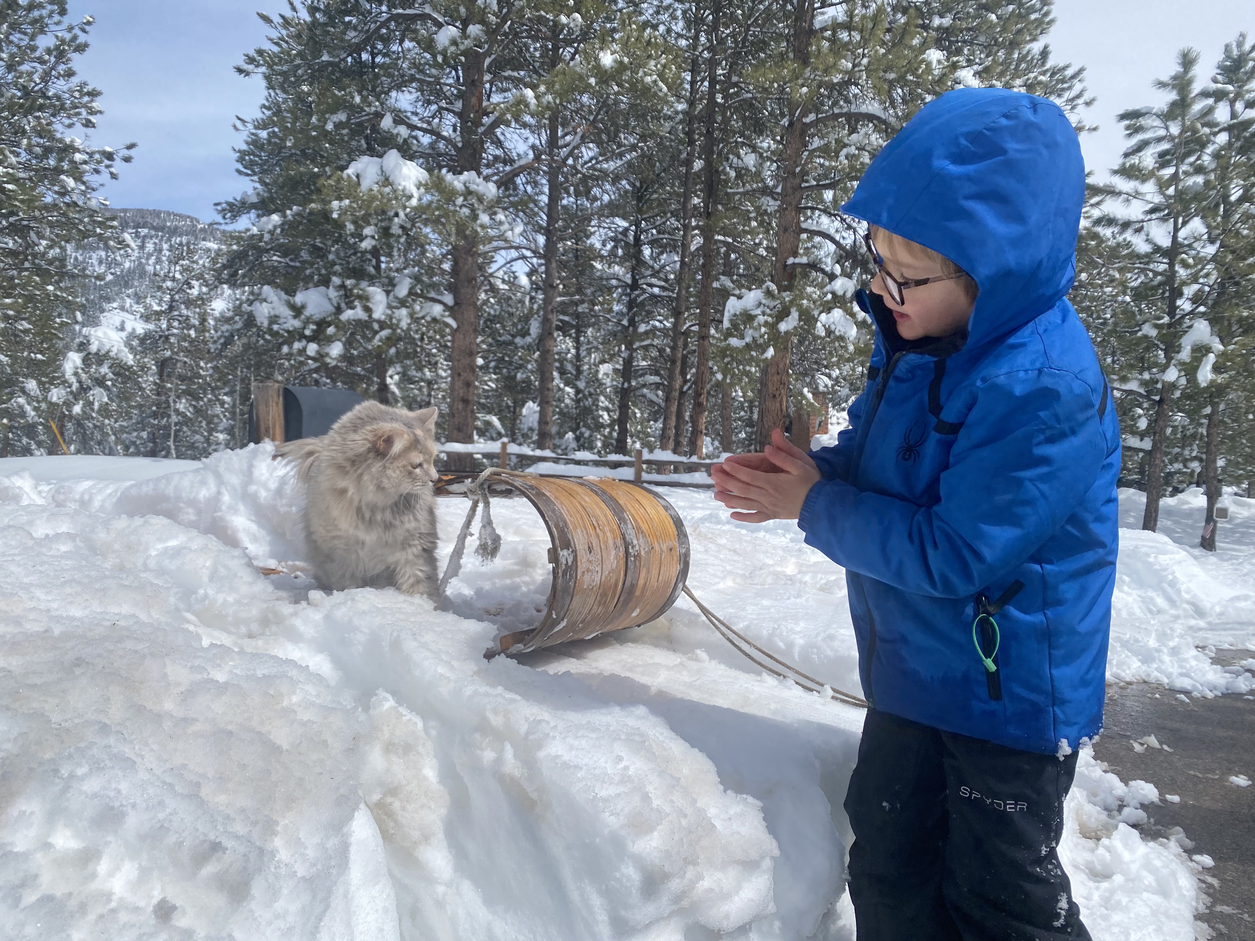 Young child in blue jacket and glasses clapping hands near a sled watching a fluffy gray cat sitting on the snow.