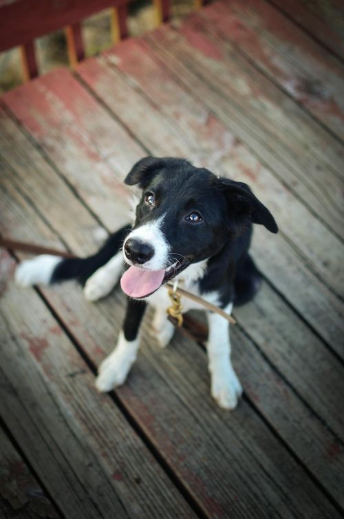 Happy black and white puppy sitting on weathered wooden boards looking up with tongue out.
