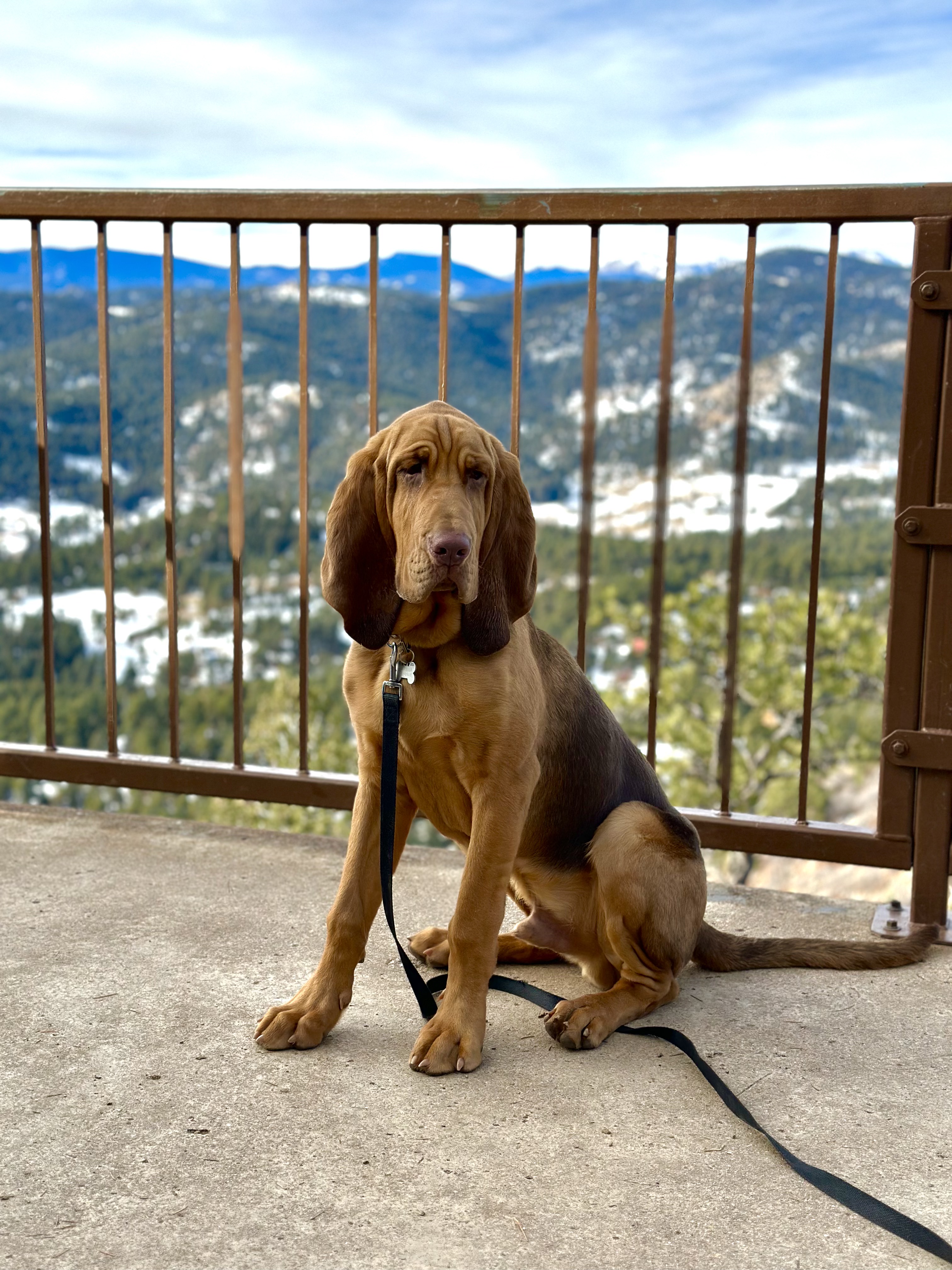 Brown and black dog with long ears sitting on a concrete surface with a black leash, set against a mountain landscape with trees and snow patches.