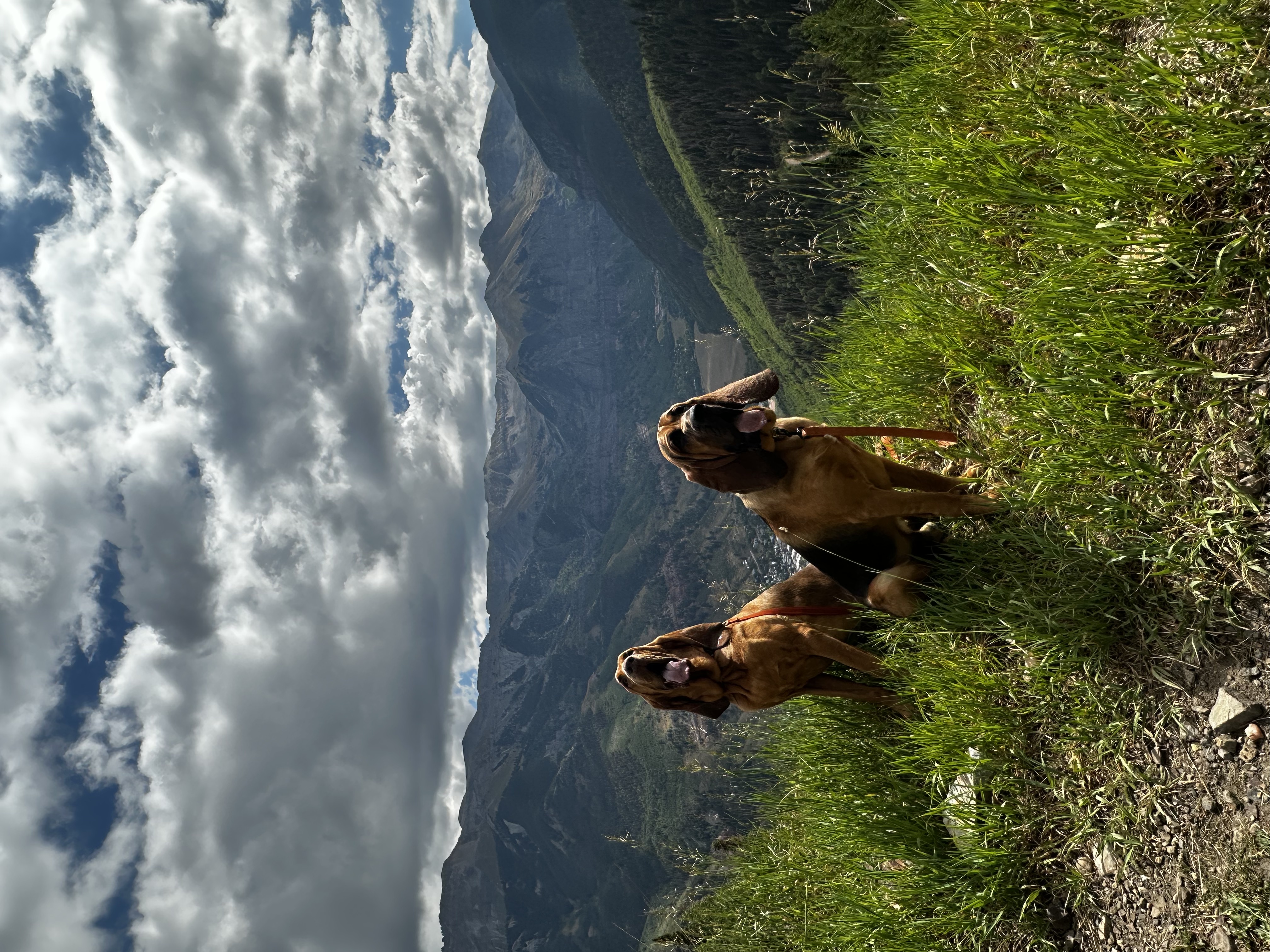 Two bloodhounds sitting on grassy hillside with mountain range and cloudy sky in the background.